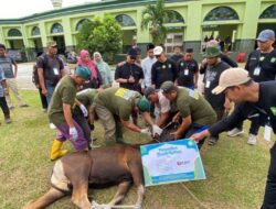 Masjid Raya An-Nur Bagikan Daging Kurban kepada Lebih dari 500 Penerima setelah Menyembelih 8 Sapi dan 3 Kambing