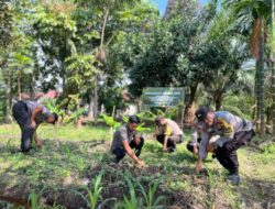 Polsek Tembilahan Hulu Melaporkan Pertumbuhan Jagung yang Meningkat Mendukung Program Asta Cita Ketahanan Pangan