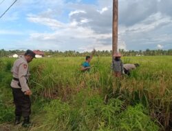Polsek Sungai Batang Menggelar Panen Raya Padi untuk Meningkatkan Kesejahteraan Masyarakat