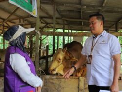 Pekanbaru Menjamin Ribuan Sapi Kurban Tahun Ini Sehat dari Penyakit Mulut dan Kuku