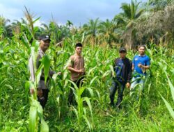 Senyum BUMDes Sialang Panjang dan Bhabinkamtibmas Muncul Saat Panen Jagung Dimulai