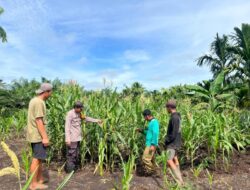 Dari Suara Anak Petani: Komitmen Indonesia untuk Panen Jagung Sudah Terlihat