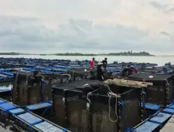 Peluang Budidaya Lobster di Kepulauan Riau Tetap Terbuka, Kata BPBL Batam