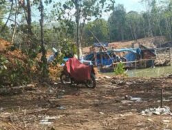 Penambang Emas Ilegal di Kebun Nopi Kembali Beroperasi Setelah Polisi Pergi