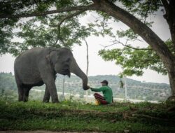 Keharmonisan Antara Gajah dan Manusia di Tanah Balai Raja