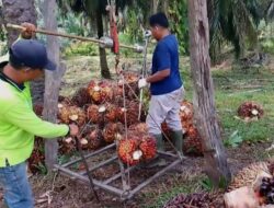 Petani di Kampar Merasa Kecewa dengan Penurunan Harga TBS Sawit