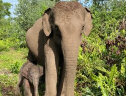 Kelahiran Anak Gajah Sumatera di Tesso Nilo Membawa Harapan Baru untuk Konservasi Satwa Langka