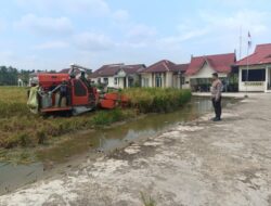 Polsek Sungai Batang Berpartisipasi dalam Panen Padi Bersama Warga untuk Dukung Ketahanan Pangan