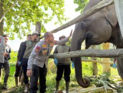 Kapolda Riau Membaptis Anak Gajah Sumatera dengan Nama “Nona Seroja” setelah Kelahiran Misterius di Tesso Nilo