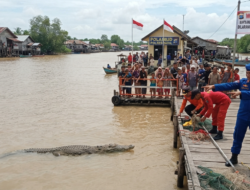 Buaya Raksasa 4 Meter Terlihat di Tembilahan, Masyarakat Diminta Untuk Berhati-hati