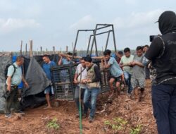 BBKSDA Riau Memasang Dua Kandang Jebak Setelah Serangan Harimau Kembali Menewaskan Korban