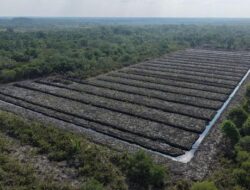 Polda Riau Memulai Penyelidikan Terhadap Dugaan Perusakan Kawasan Mangrove di Pasir Limau Kapas
